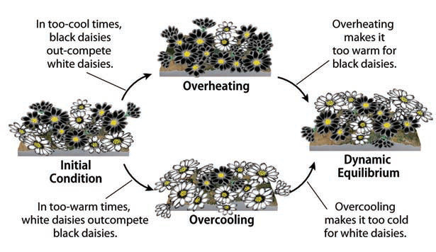 How Are Energy, Water, and Plants Linked in Daisy World?