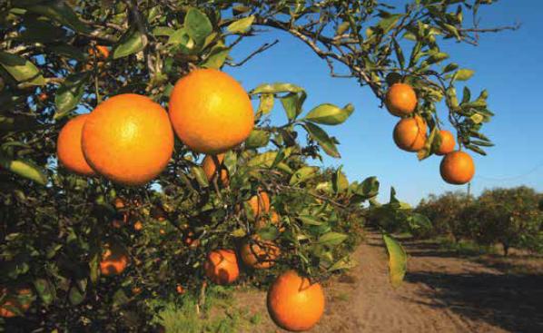 Because of the weather, Florida has many orange groves